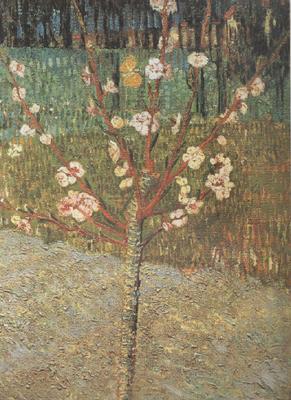 Vincent Van Gogh Almond Tree in Blossom (nn04) oil painting image